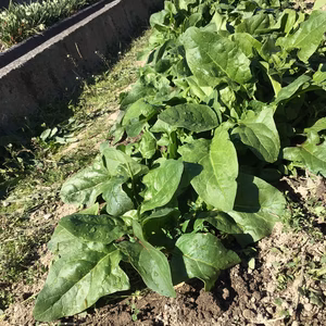 新鮮安全・安心ほうれん草　5袋