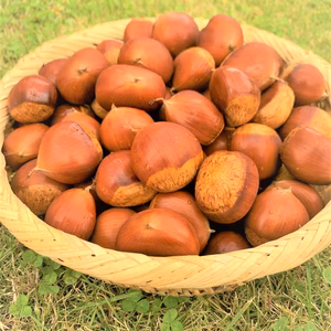 栗【美玖里(みくり)】甘みと香りの良い人気品種　長野県産　栗