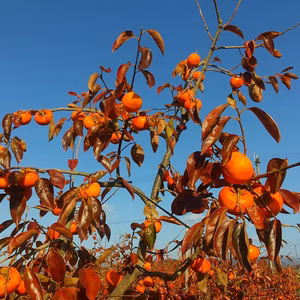 お買い得【Ｍ～2Ｌサイズ　箱込み約8ｋｇ入】富有柿（ご自宅用）