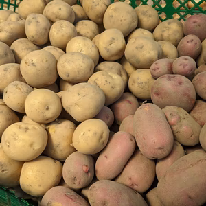 じゃがいも・玉ねぎ・人参+季節の野菜２品+スパイス１品（農薬化学肥料不使用）