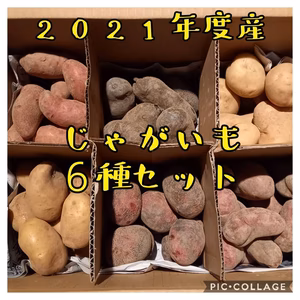 じゃがいも6種セット