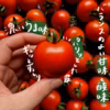 中玉トマト 北海道壮瞥町産 ラビットゴッホ 農家直送