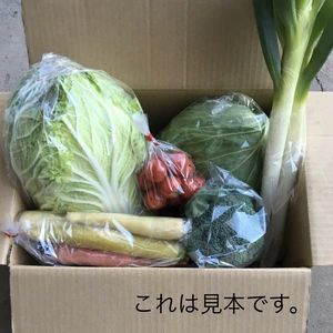 【限定10名】冬野菜10kgセット