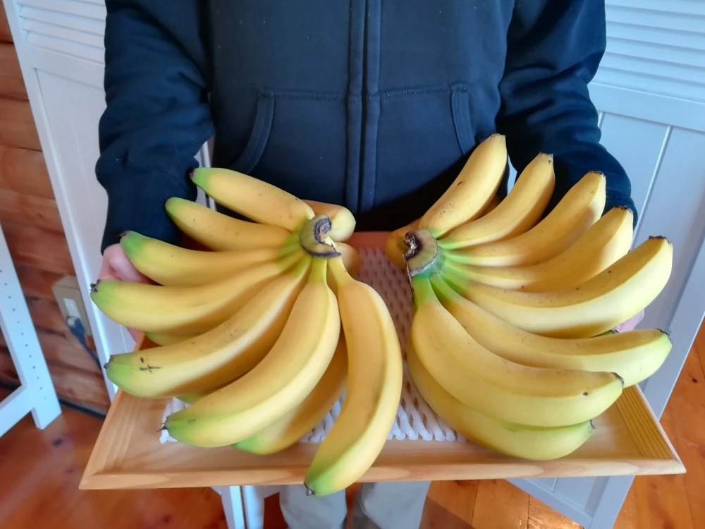 万助バナナ苗