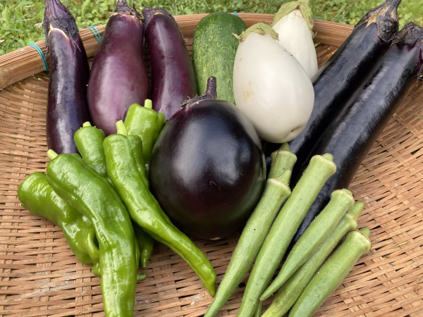 【送料無料／フードロス特価】ナスを中心とした5〜6種野菜セット（農薬不使用）