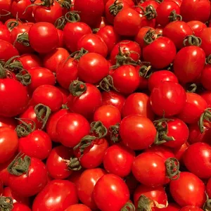 【ポケマルの夏ギフト】ミニトマト　糖度１０度以上の極上「ほれトマト」