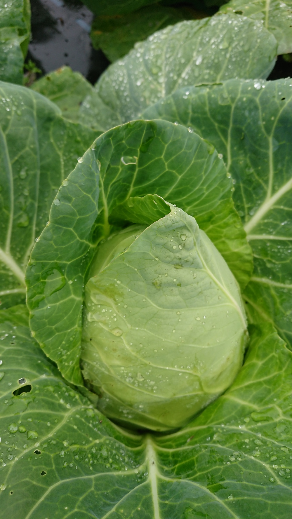 今が旬 ジューシーな新キャベツ2種類と甘いカリフローレ 農家漁師から産地直送の通販 ポケットマルシェ