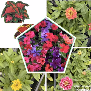 真夏から晩秋まで開花の花達セット★花壇や鉢植えに
