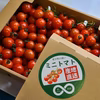 【応援商品】全てヘタなし❗️濃厚‼️有機肥料で作った糖度約8%・幻のミニトマト