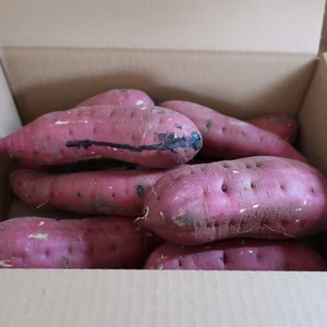 減農薬　紅はるか　2ｋｇ　お徳用