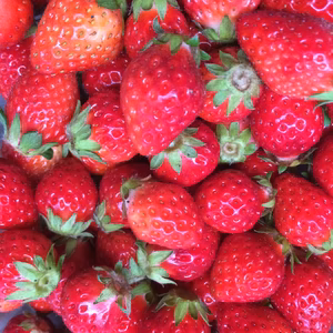 ジャム用チビイチゴ約1.5kg/化学農薬不使用「さがほのか」