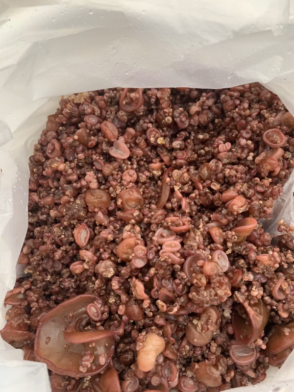 希少な灰猫のベイビーきくらげ 純国産(石川県産)で、きのこマイスターが栽培