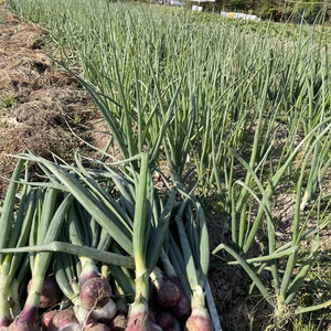 有機ＪＡＳ　葉たまねぎ赤