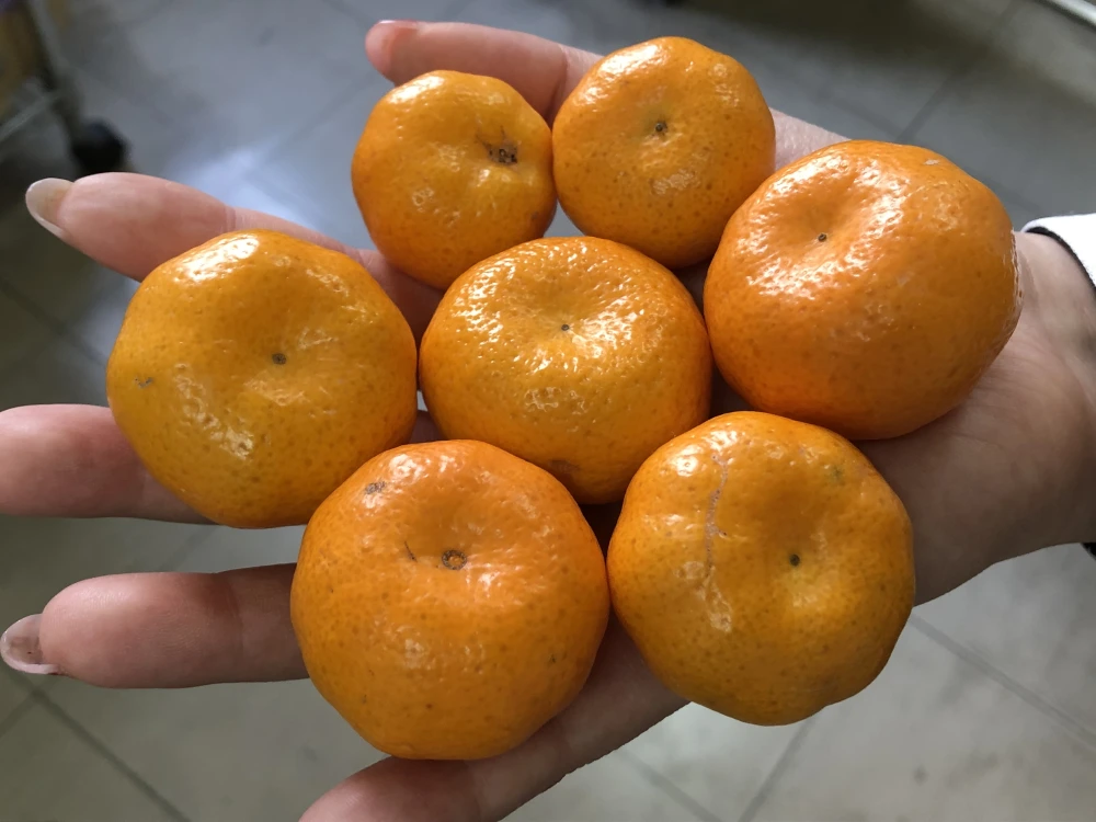 世界一小さいみかん　桜島小みかん 【御自宅用】