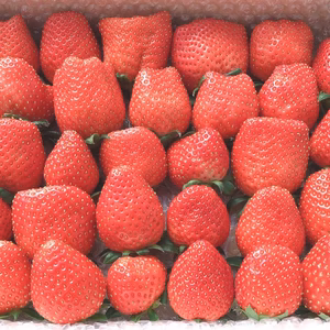 かおり野いちご850g～箱いっぱいのイチゴたち♪～【埼玉県羽生市産】