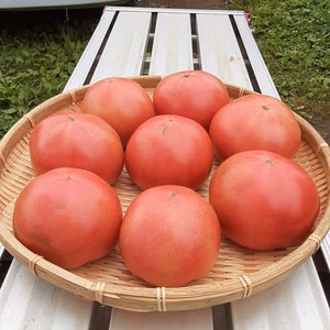 かまちゃん農園の「露地栽培トマト・麗夏」