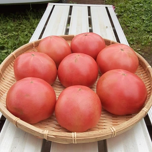 かまちゃん農園の「露地栽培トマト・麗夏」