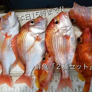 【本日15時まで！】３セット限定！宮崎県産 の鮮魚「２種セット」