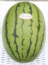 大きめサイズ１玉-トライアルセット-幸せこだまスイカ(品種:FRマダーボール)