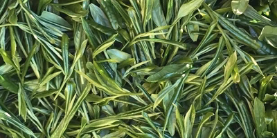 いろんな風味を味わいたいな🍵 令和4年の新茶 のたしなみ