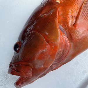 【魚突き】動画あり　アカハタ1.3kg 鱗、内臓処理