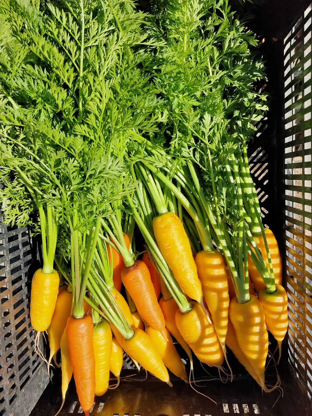高齢者向け定番野菜セット6品目★シニア野菜