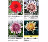 ダリア 彩り鮮やか！心が華やぐ麗しき花！