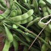 早生枝豆 湯あがり娘 茶豆 枝付き 約3kg　産地直送 農薬不使用