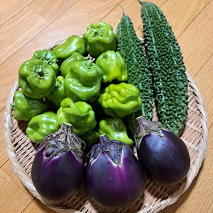 信州産 信州伝統野菜 & ゴーヤ 3kg 【化学肥料・農薬・除草剤不使用】