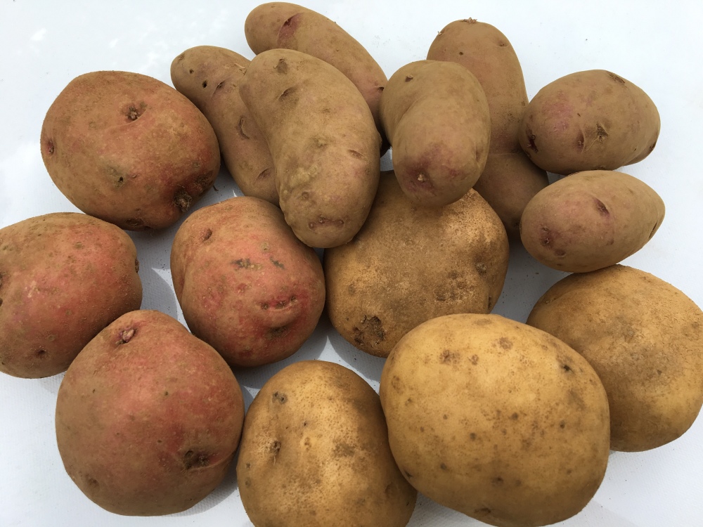 じゃがいも 掘りたて ３種セット1 5kg 農薬 化学肥料不使用 農家漁師から産地直送の通販 ポケットマルシェ