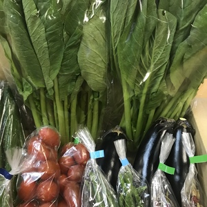 夏野菜たっぷり！採れたて野菜セット