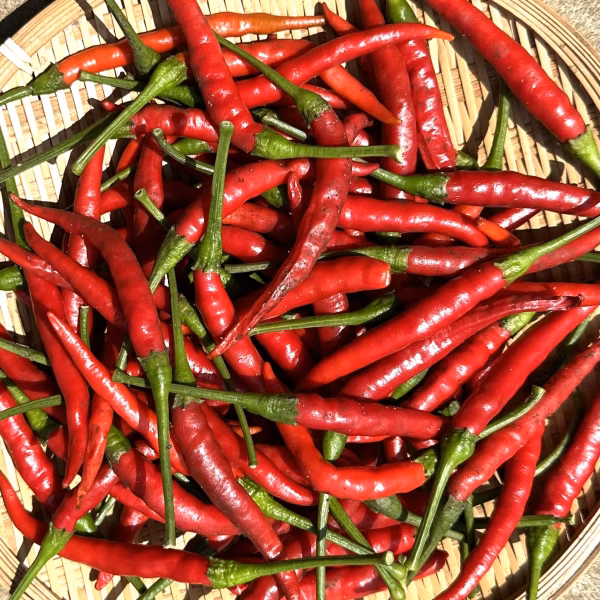 取立て・生唐辛子【赤唐辛子・羅辛ほか】300g(送料込み)