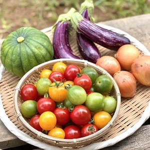 【お試し価格!!】新鮮朝どれ夏野菜３品目鮮度も味も抜群!!60サイズいっぱい