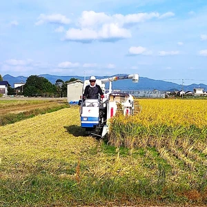 新米23年度産　自然栽培のお米（おいしい玄米10ｋｇ）昔の品種：朝日米　