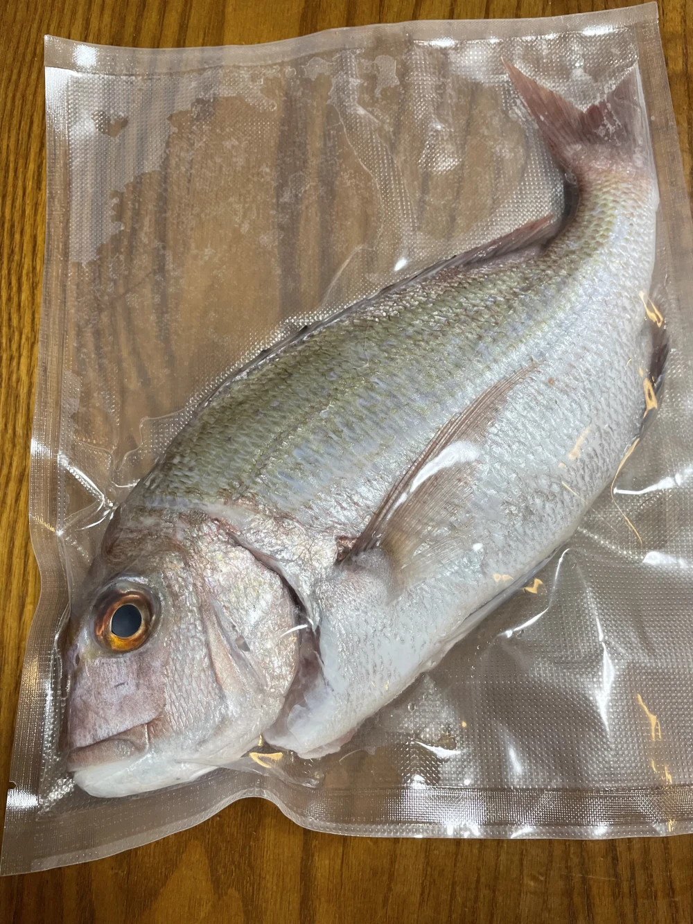 新鮮海鮮 ニシ貝 10キロ 個数目安約1キロ4個～8個 ③