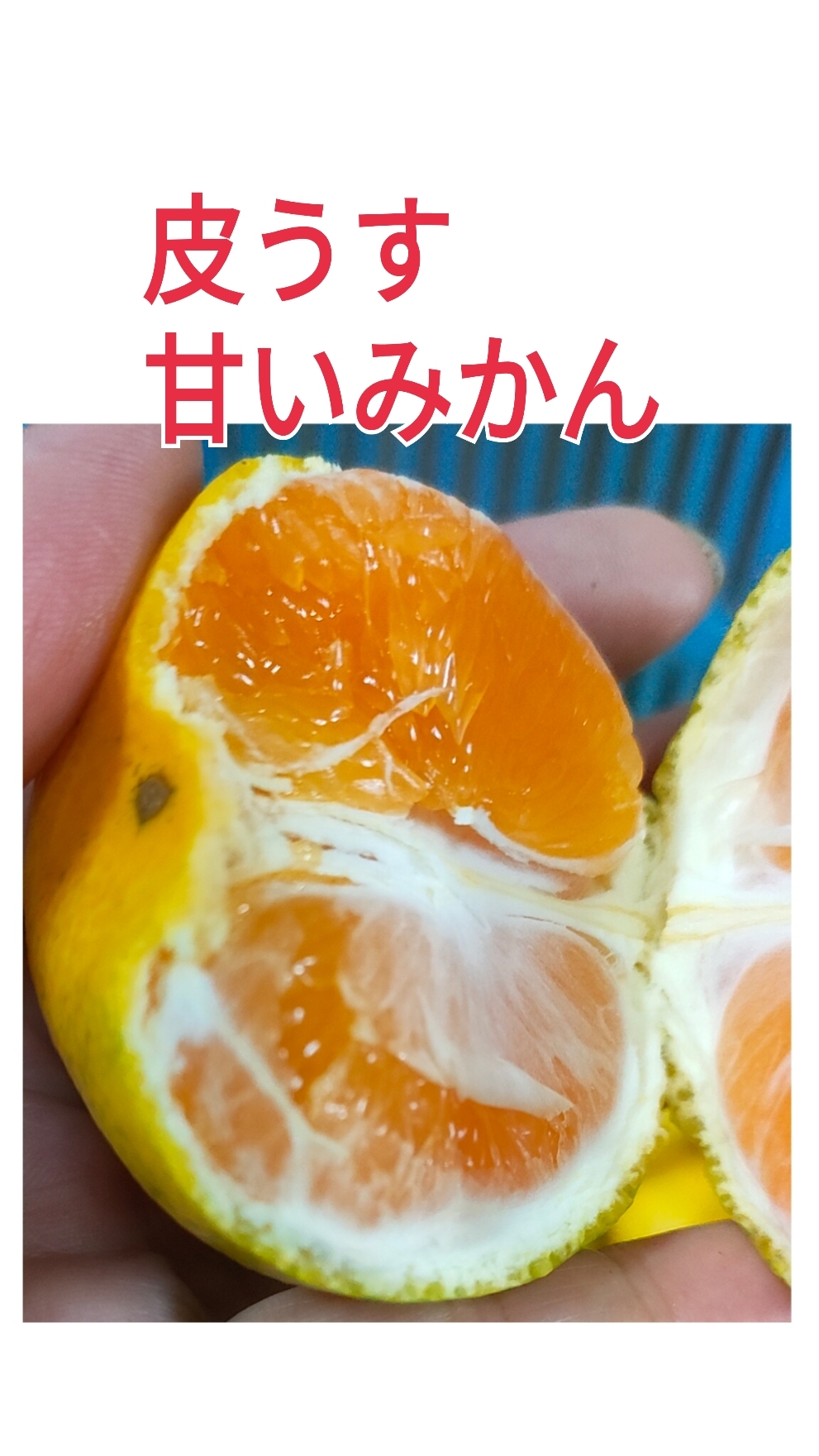 同梱みかん様㊶大きめ さくらホイップ❣️ミニマカロン交配❣️6苗!発根済み 61Dhns1uiRL._AC_UL210_SR210,