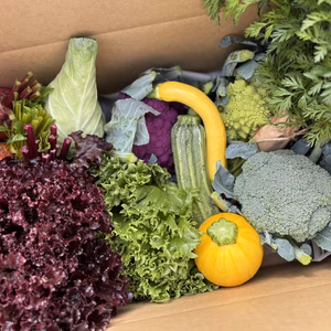 【北海道から旬の野菜を直送】季節の彩り野菜セット