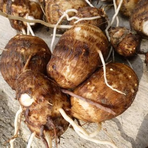 【有機JAS認証】農家直送！里山育ちの無農薬さといも（大野芋）3kgセット 泥付