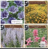 エディブルフラワー［有機種子］ハーブ苗セット4品種8苗より