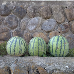 自然栽培！希少な固定種スイカ