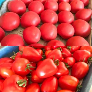 トマト２種類食べ比べセット