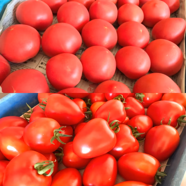 トマト２種類食べ比べセット