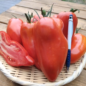 ■ニセコ産■ハウス有機栽培加工トマトcornabel　１kg〜