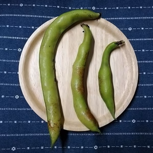 80■ジューシーなイタリア系空豆3㎏　ほんの少し規格外ソラマメ