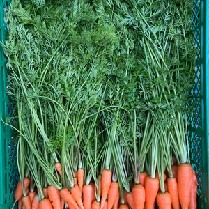 ニンジンの間引き菜　貴重な逸品！　3キログラム