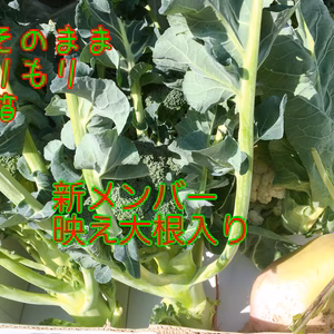 週末おこもりお野菜たっぷり7箱新メンバー大根はサラダがお勧めひじきもおまけ！