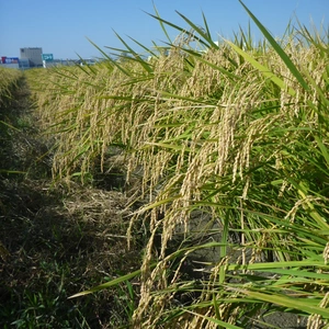 べんとう米　令和元年産　品種：あいちのかおり　栽培期間中農薬不使用