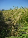 半不耕起冬期湛水米　令和3年産　品種：あいちのかおり　玄米　農薬・化成肥料不使用