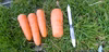 【3Sサイズミニ人参】甘〜い越冬人参☆青森県産有機JAS認証取得