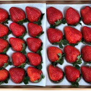 特大いちごの食べ比べセット　【要確認】1月から順次発送予定　赤大赤大
